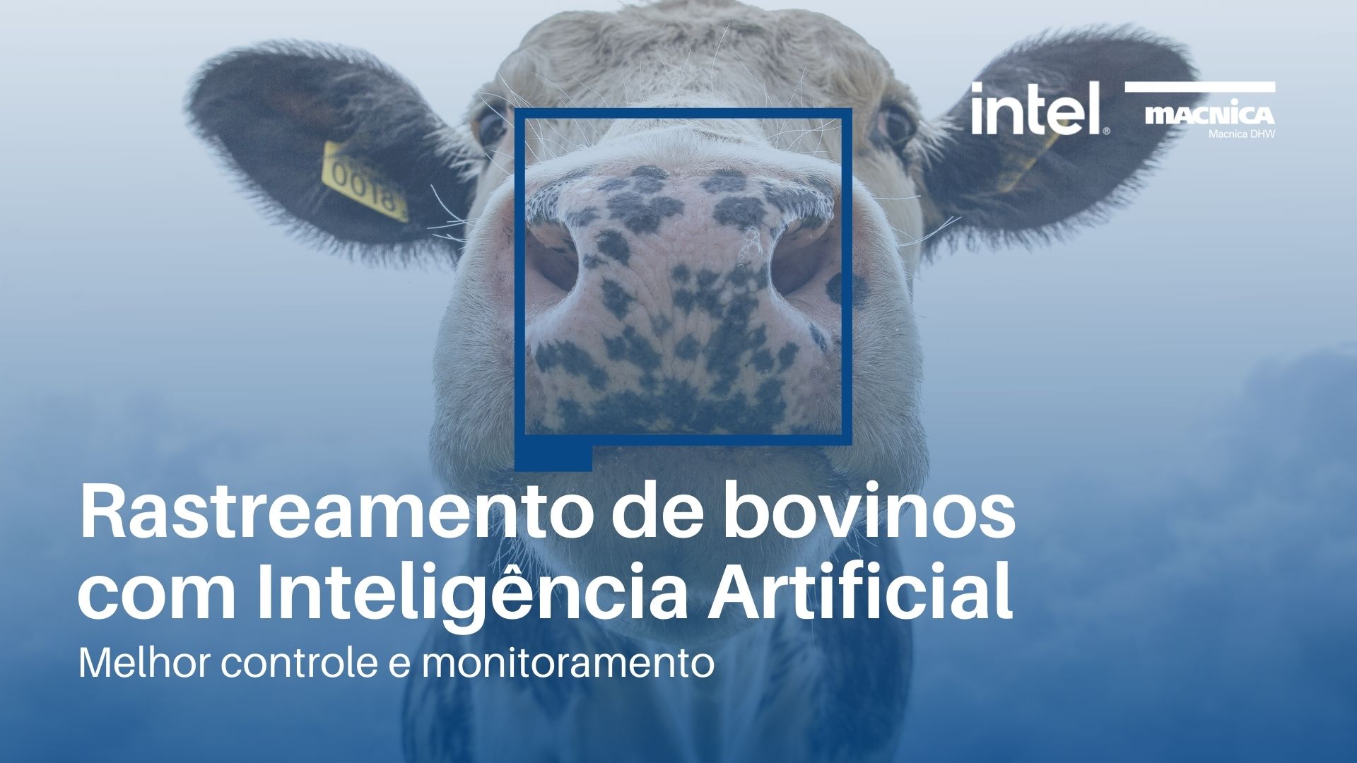 Rastreamento de bovinos com Inteligência Artificial: Melhor controle e monitoramento